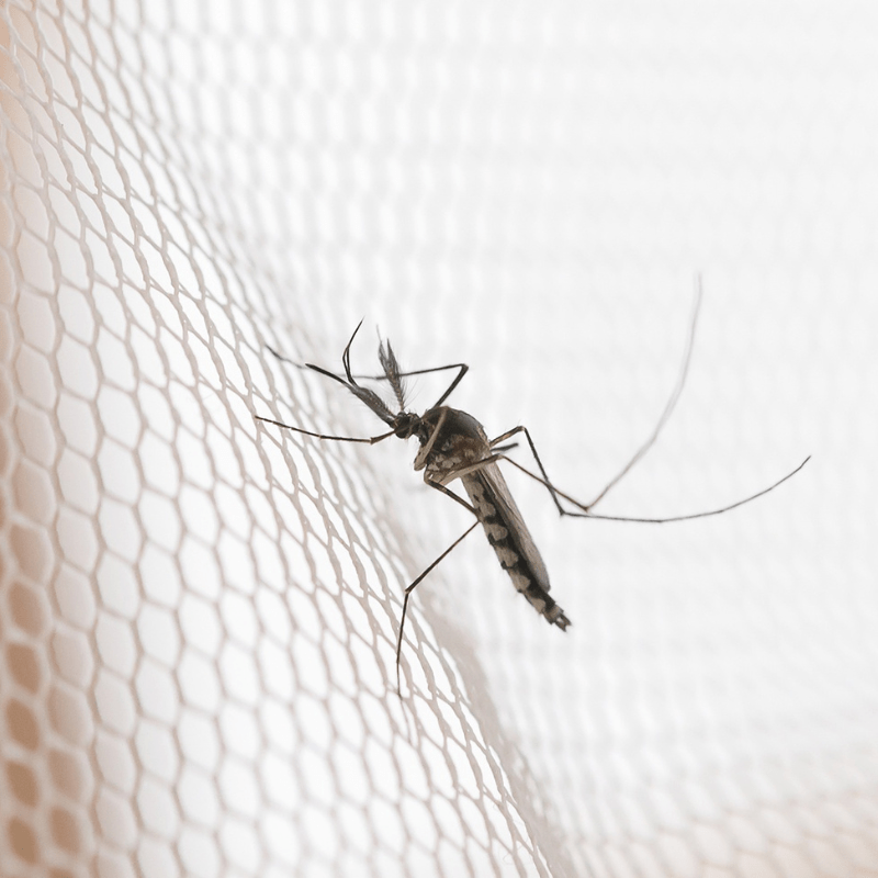 Tente Camping Familiale 3 - 4 Places moustiquaire